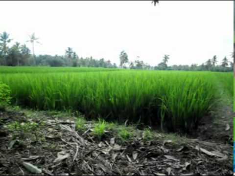 Komoditas Kampung Jatisari #3 – Padi