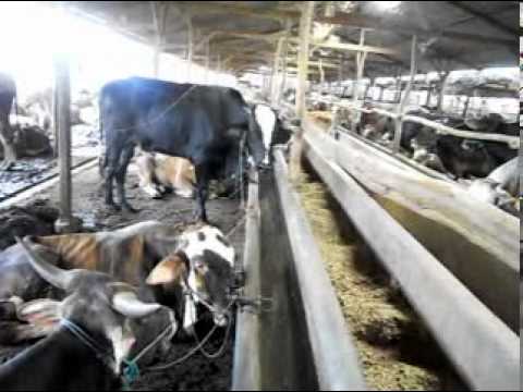 Komoditas Kampung Jatisari #1 – Sapi