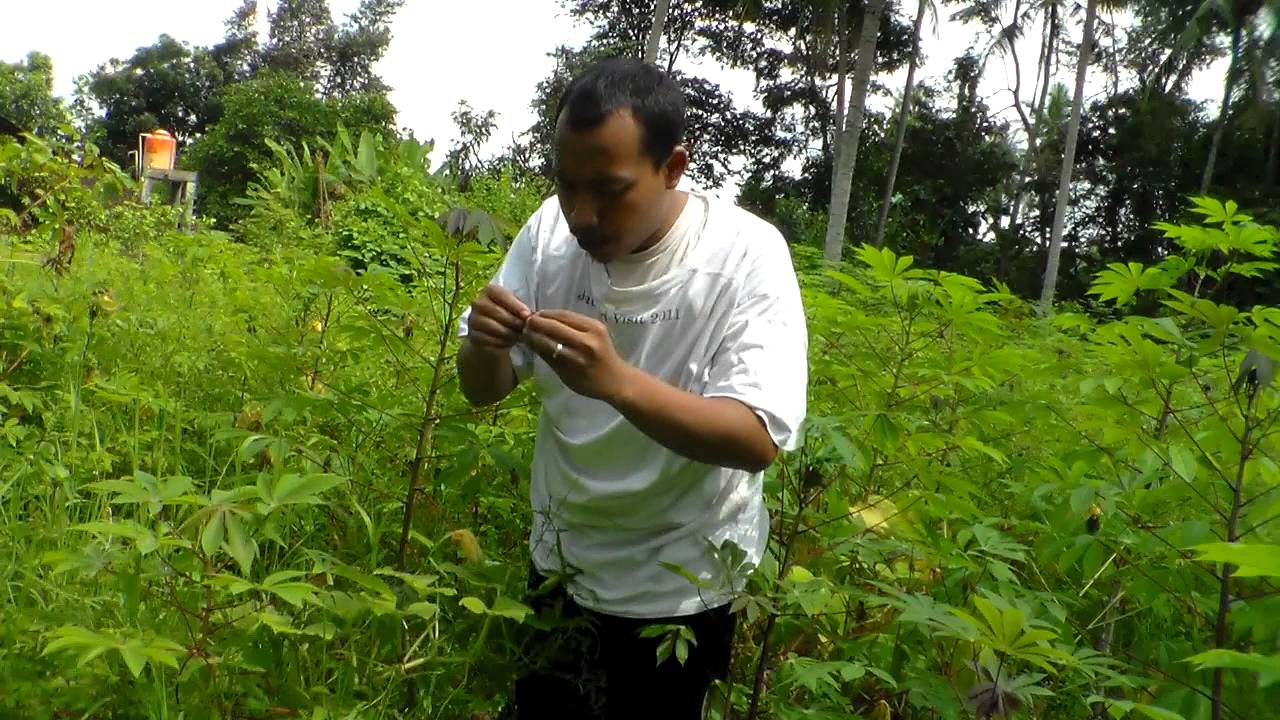 CODJ#18 Organic saxophone