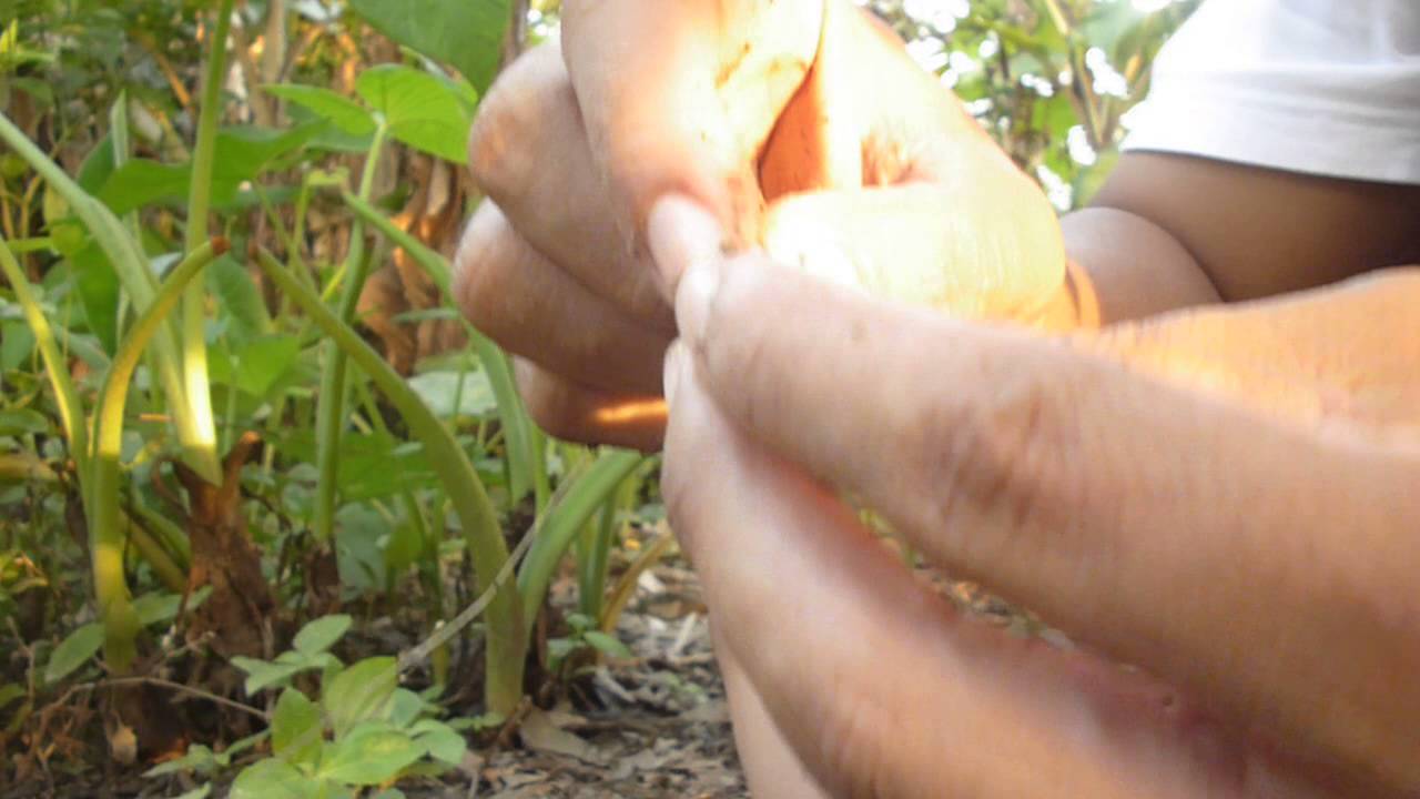 CODJ#17 How To Fixing Fresh worms for Fishing