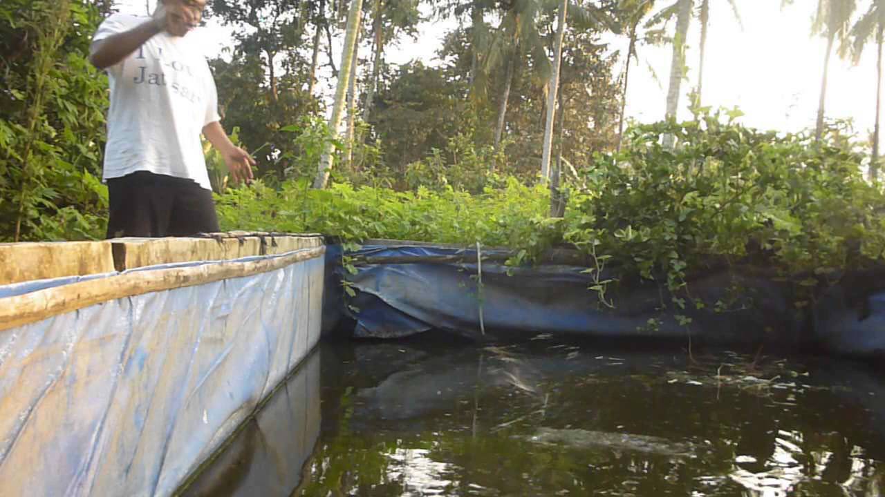 CODJ#16 How To Fishing Patin