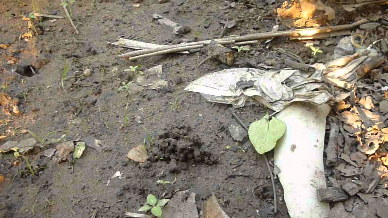 CODJ#14 How To Looking For tropical Fresh Worms