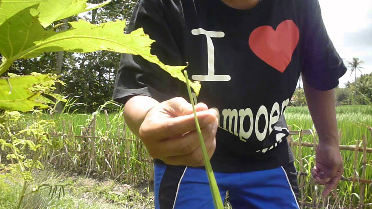 CODJ#13 Ilalang Arrow Tournament