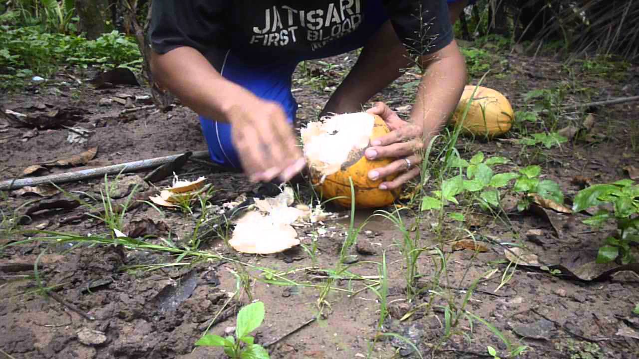 CODJ#8 How To Breaking out Young Coconut – Degan