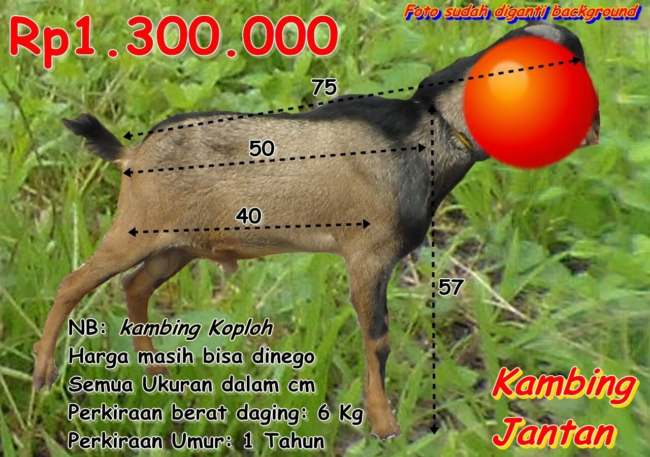 Daftar Harga Kambing Qurban Dan Aqiqah Di Kota Bandar Lampung